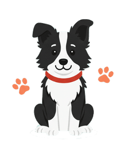 Border collie dog